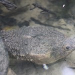 Head of Snapping Turtle