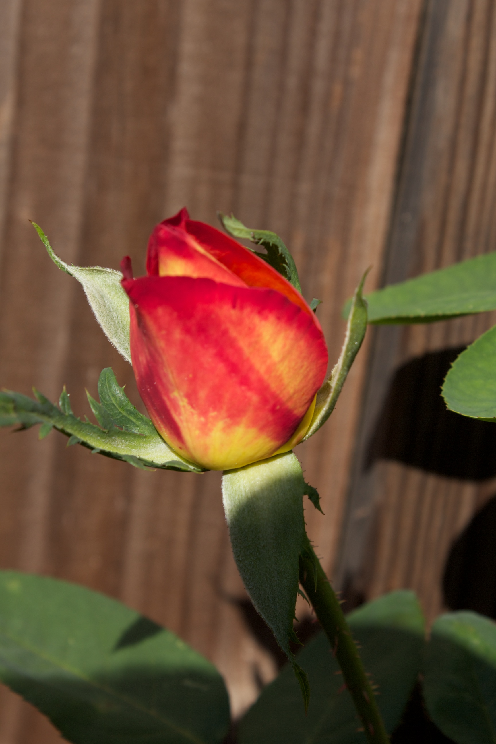 A Single Rose Bud