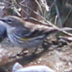 A bird on the birdbath