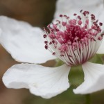 One of the first flowers - a Dewberry (Rubus trivialis)