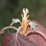 New buds on a Oakleaf Hydrangea (Hydrangea quercifolia).