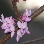 Redbud flowers (Cercis canadensis)