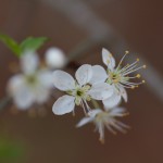 Flatwoods Plum (Prunus umbellata)