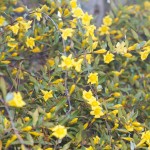 Carolina Jessamine (Gelsemium sempervirens) on fence back of meetinghouse.