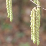 Hop Hornbeam flowers at the start of the path near the end of the driveway.