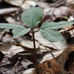 The first Green Dragon (Arisaema dracontium) we saw this year