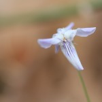 A primroseleaf (?) violet (Viola primulifolia)