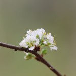 Chicasaw plum (Prunus angustifolia)