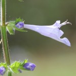 Lyreleaf Sage (Salvia lyrata) in the meadow west of the back basin.