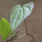 Florida Yam (Dioscorea floridana)