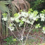 White Fringetree (Chionanthus virginicus L.) opposite driveway from meetingroom