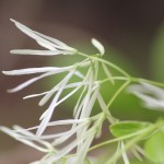 White Fringetree (Chionanthus virginicus L.) opposite driveway from meetingroom