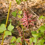 Coral bean (Erythrina herbacea) just west of the meetinghouse