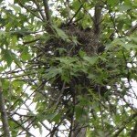 A nest high in a tree next to the creek near the south boundary. I'll be interested to see if it is used again this year (though it may be hard to tell if it is occupied).