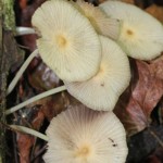 An unknown mushroom, growing on a fallen log.