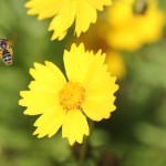 A bee, feasting on Lanceleaf Coreopsis (Coreopsis lanceolata(?)) in front of the meetinghouse