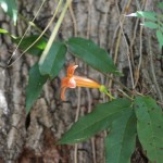 A crossvine flower on the dead tree by the entrance to the parking lot.