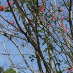 The Crape Myrtle hasn't leafed out yet, but this one has Coral honeysuckle (Lonicera sempervirens) growing up through it.