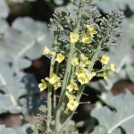 Left too long, the Broccoli in the children's garden is flowering. (Brassica oleracea var. Italica)