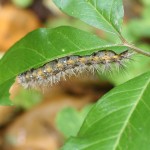 Caterpiller chewing on Green Dragon (Arisaema Dracontium)