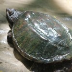 The third snapping turtle (Chelydra serpentina osceola) we've seen in the creek. This is a bit bigger than the last one we saw, but much smaller than the one we've been seeing further upstream. This was near where the ditch runs into the creek. This is the we've seen which wasn't huddled as closely into its shell as it could manage. At the end it did go and bury itself in the sand.