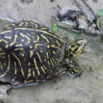 One of two Florida box turtles (Terrapene carolina bauri) I found in the creek near where the ditch enters.