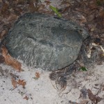 Remains of our large snapping turtle, possibly killed for its meat.