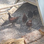 Chickens in Mary's community garden.