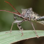 Unknown beetle seen on the trail near the old worship in nature area.