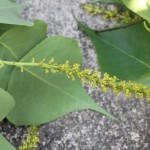 Flowers and leaves from a Chinese tallow tree (Sapium sebiferum) which I cut down recently.