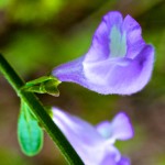 Helmet Skullcap (Scutellaria integrifolia) near the door to the firstday school room