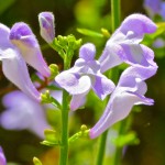 Helmet Skullcap (Scutellaria integrifolia) near the door to the firstday school room