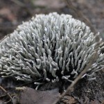 Anybody know what this is? I don't know if it is a fungus or a plant. It was in clumps up to 3 inchs in diameter, apparently growing on dead wood. This was seen a little ways south of our property.