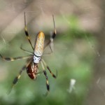 Two spiders in a web. The bigger spider, to whom the web seemed to belong, was working on a beetle. The smaller could have been a mate, or an interloper, or the next meal --- or possibly all three.