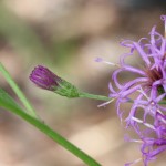 Vernonia Augistifolia (or maybe gigantea).