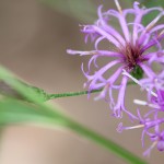 Vernonia Augistifolia (or maybe gigantea).