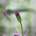 Vernonia Augistifolia (or maybe gigantea).