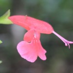 Tropical Sage (Salvia coccinea)