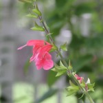 Tropical Sage (Salvia coccinea)