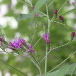 Vernonia Augistifolia (or maybe gigantea).