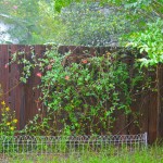 Fence around Sea Oxeye and Coral honeysuckle in the children's yard