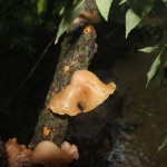 A tree fungus next to the creek