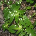 Is this False Solomon's Seal?