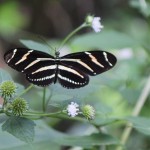 Zebra Longwing (Heliconius charithonia) butterfly