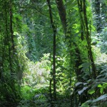 Air potato vines (Dioscorea bulbifera) on the Henderson property south of ours.