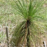 Longleaf pine (Pinus palustris) we planted near 38th Street. It's coming slowly, but is showing a trunk.