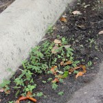 Plants coming up in silt caught in the driveway gutter.