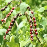 Coral bean (Erythrina herbacea)