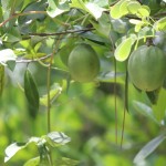 Maypops: the fruit of the Passion Vine near the northwest corner of the meetinghouse.