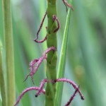 Flowers of Fakahatchee grass (Tripsacum dactyloides). This is the Stigma (the female flower) Fakahatchee grass; Eastern gamma grass (Tripsacum dactyloides) Female flowers.